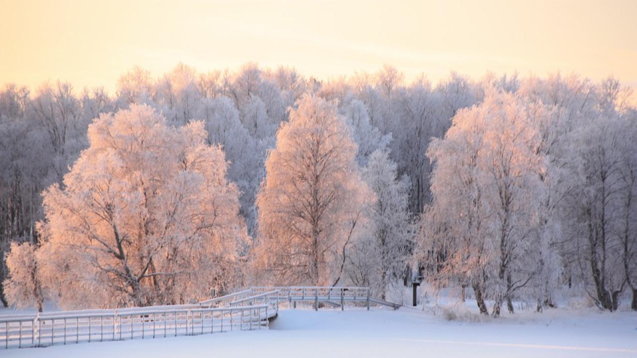 Снимка: pixabay