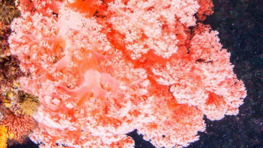 жив корал цвят 2019