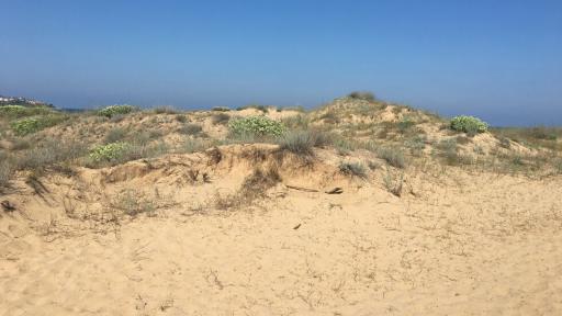  Багер унищожи дюна край Ахтопол 