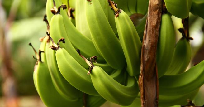 Бананите са невероятно вкусни Те са много добри източници на важни