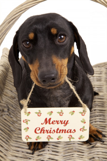 Сладки, коледни животни - снимка 25