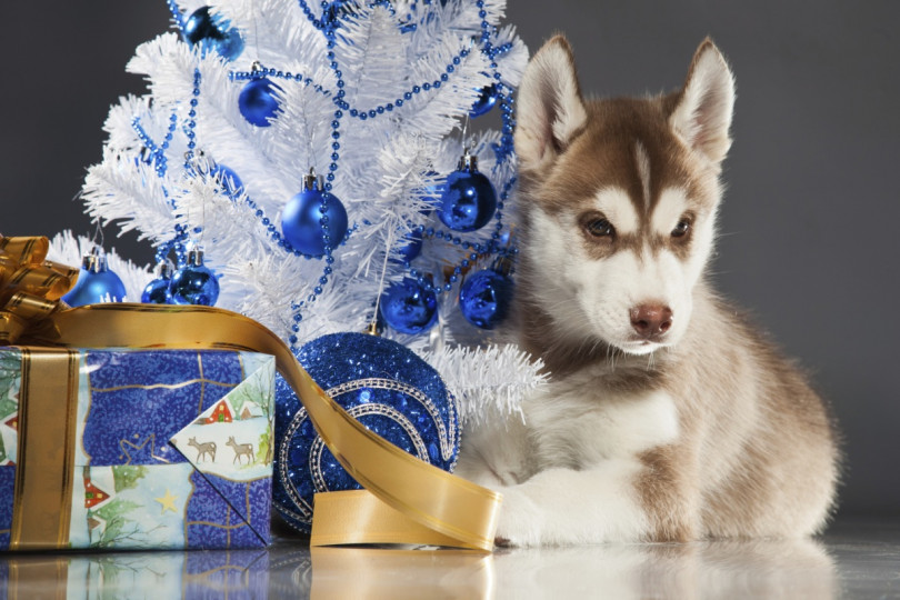 Сладки, коледни животни - снимка 19