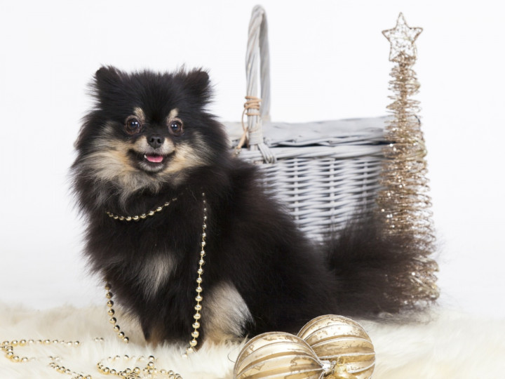 Сладки, коледни животни - снимка 5