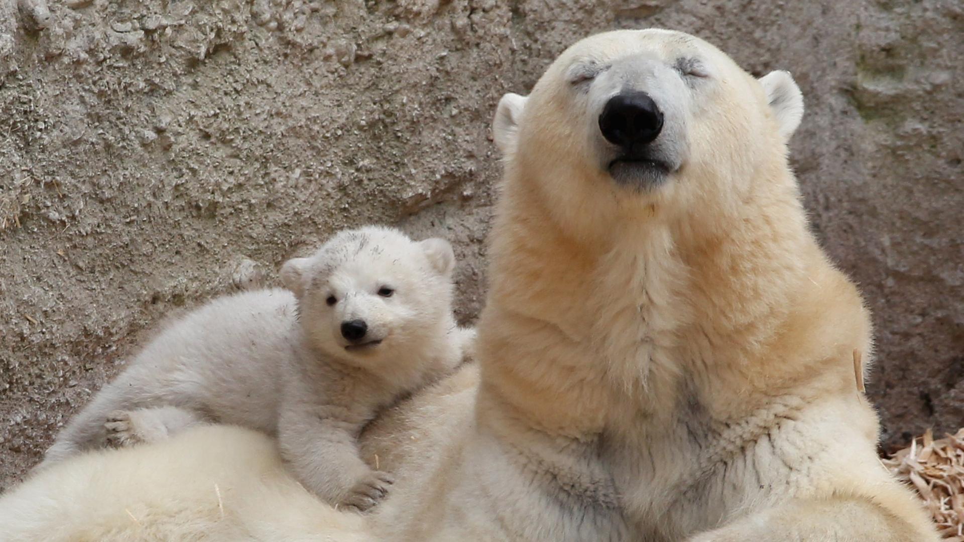 WWF: Популацията на белите мечки рязко намалява