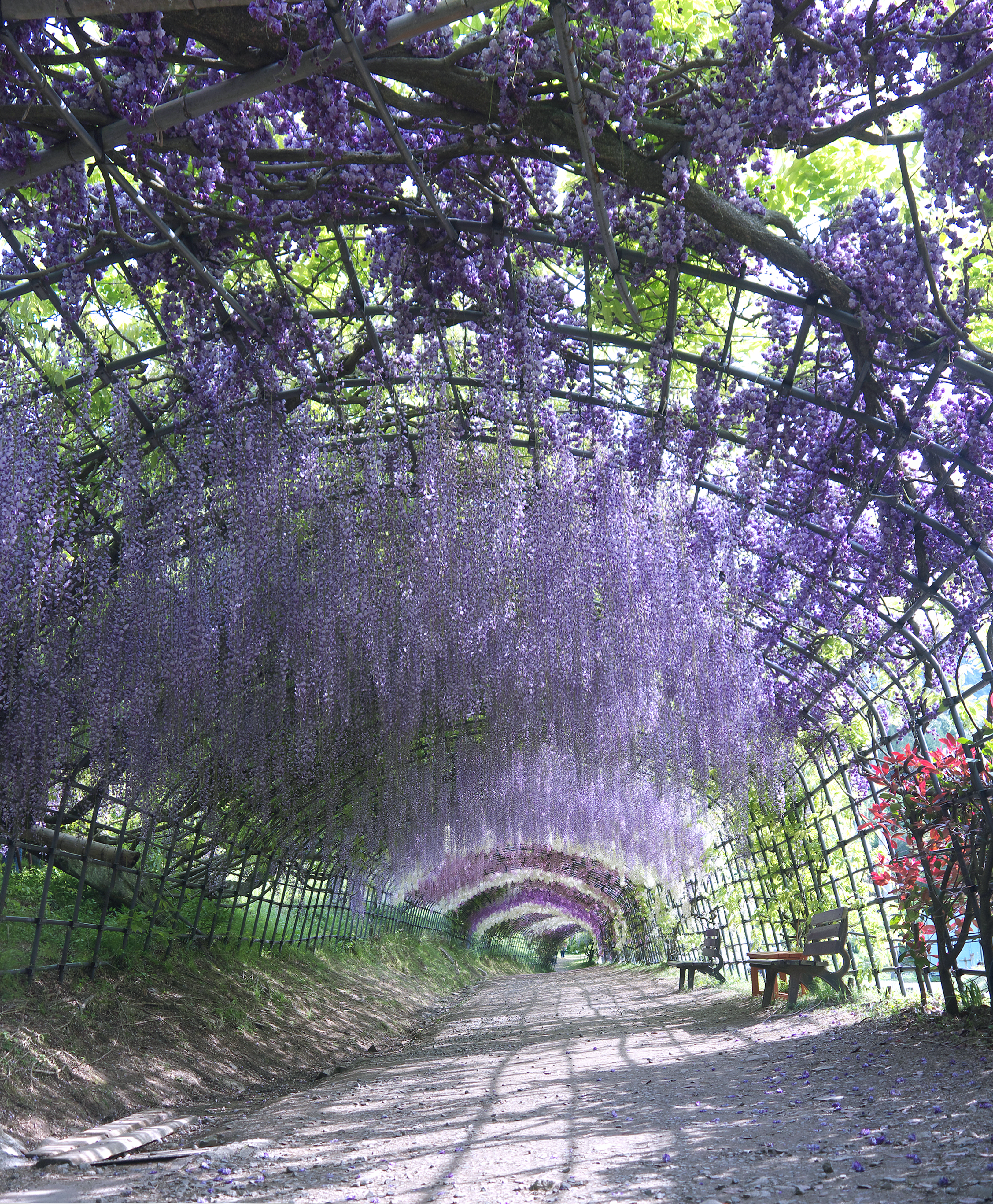 Цветният тунел в градината Кавачи Фуджи в Япония.