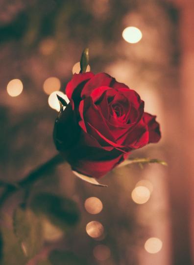 <p>Червена роза - тя означава &quot;любов&quot; - дълбока и безусловна!</p>
