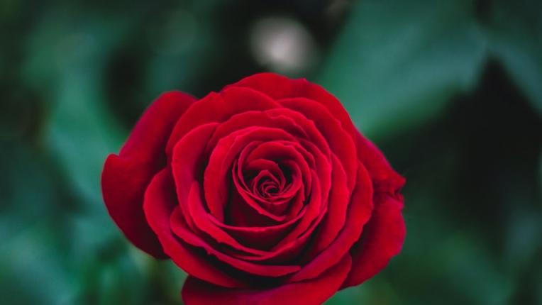 Каква символика носят различните цветове рози?