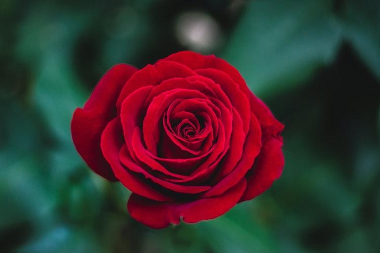 <p>Бургундско червена роза - тя означава &quot;неосъзната красота&quot;.</p>