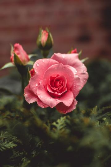 <p>Розова роза -&nbsp; това красиво цвете носи послание за благодат у себе си.</p>