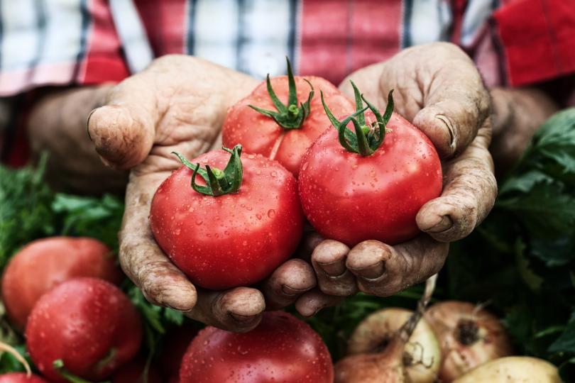 <p><strong>На втория ден</strong> килограм домати могат да бъдат овкусени със зехтин и домашен ябълков оцет.</p>