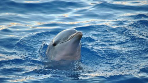  Снимка: pixabay 