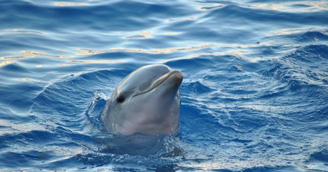 Любопитно Рядко срещани гости посетиха Истанбул Жителите на турския град