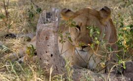  Пешеходно сафари в Южна Африка 