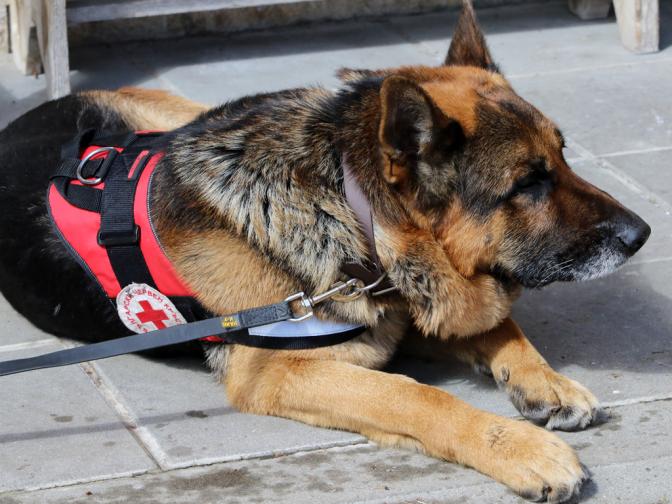 бчк куче спасители спасител планинска спасителна служба планина витоша алеко