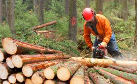  Съмнителен дърводобив в Севлиево, груби нарушавания 