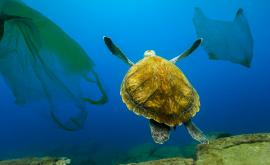  Моретата през 2050: Повече пластмаса, в сравнение с риба 