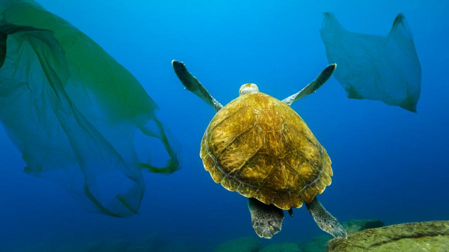 Моретата през 2050: Повече пластмаса, отколкото риба