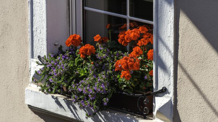  Кое стайно растение ще ти донесе благополучие и шанс съгласно зодията 