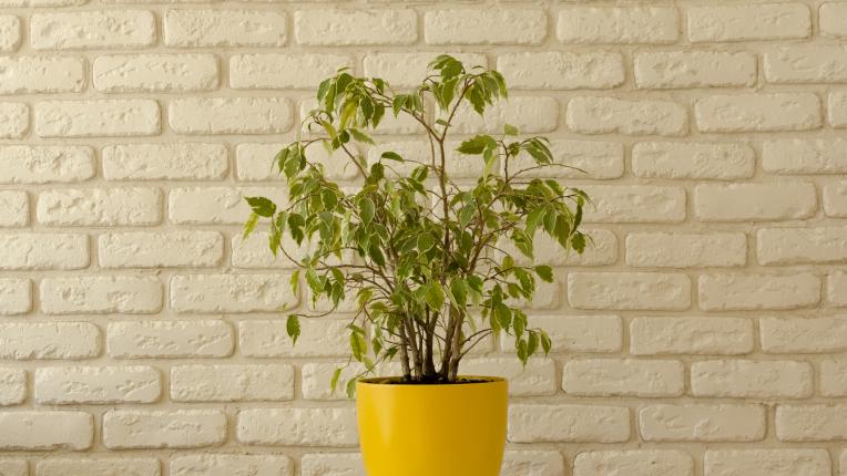  Кое стайно растение ще ти донесе благополучие и шанс съгласно зодията 