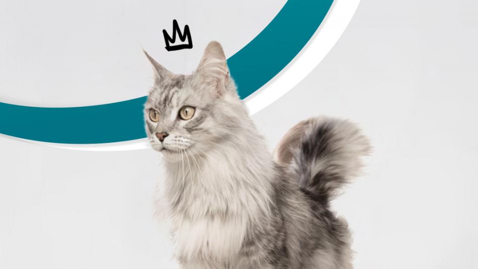 Стартира CatfluencerBG – първата академия за котки инфлуенсъри