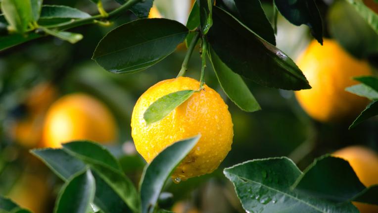  Лимонът – скъпият плод за тялото и семейството 