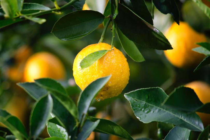 <p><strong>Лимони</strong></p>

<p>Лимоните са много здравословен цитрусов плод, известен с високото си съдържание на витамин С. Те подпомагат здравето на сърцето поради техния потенциал за понижаване на кръвните липиди и кръвното налягане.</p>