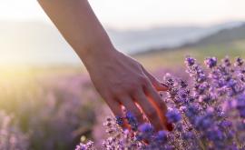  Как лавандулата може да ни помогне, в случай че изпитваме тревога 