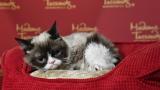 <p><strong>Почина</strong> едно от най-известните котета в света - Grumpy Cat</p> 