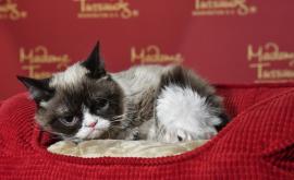  <p><strong>Почина</strong> едно от най-известните котета в света - Grumpy Cat</p> 