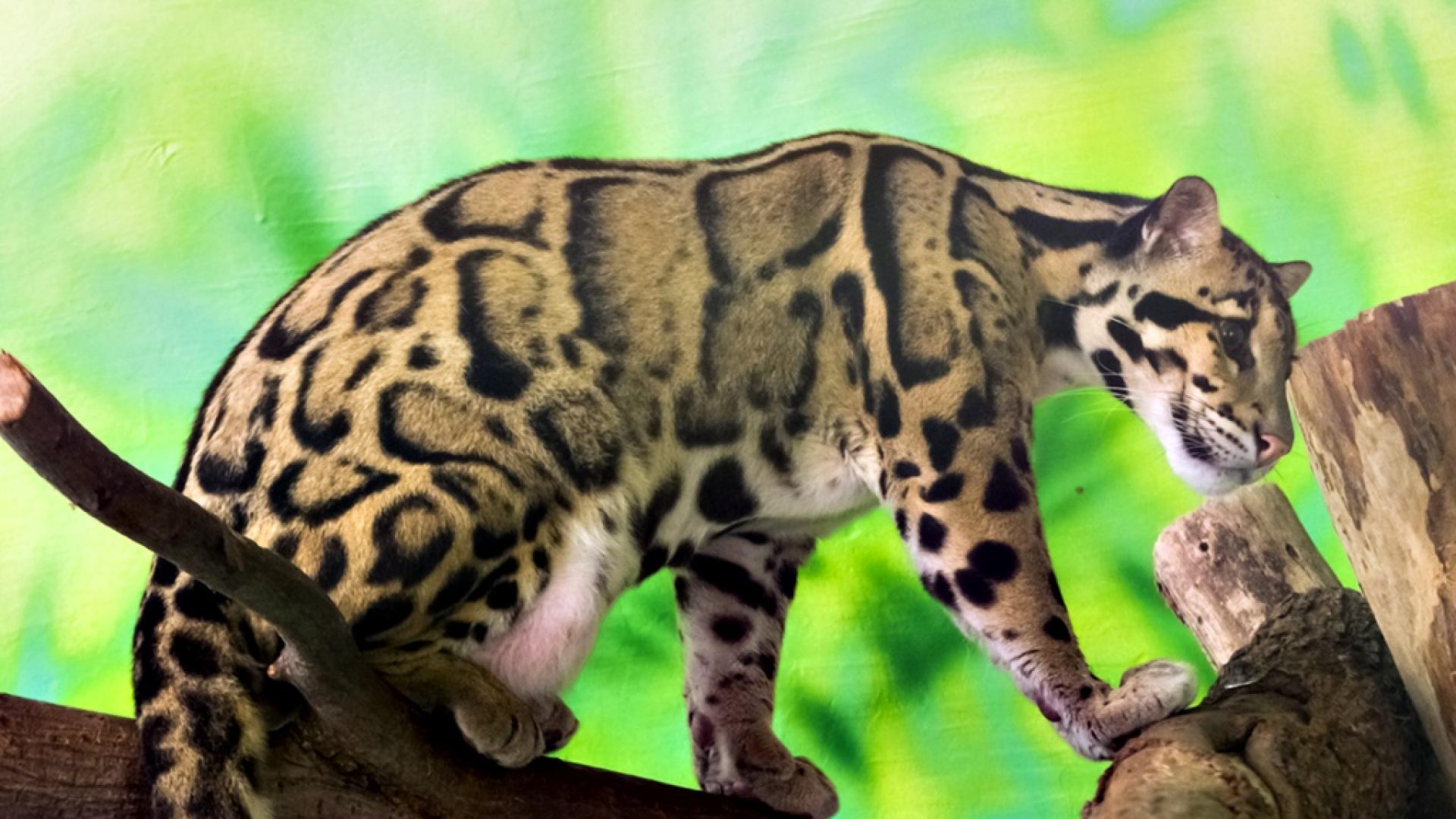 Бракониери с гордост споделят снимки на убит застрашен вид леопард