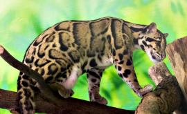  <p><strong>Бракониери</strong> гордо споделят фотоси на <strong>убит заплашен тип леопард</strong></p> 