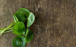  Това е билката на дълголетието 