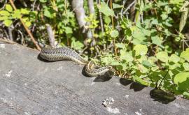  <p>Какво да вършим, в случай че срещнем змия</p> 