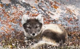  полярна лисица 