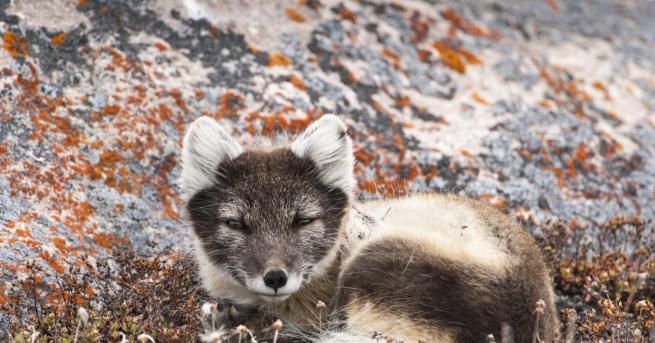Любопитно Полярната лисица за която всички говорят Животното измина повече