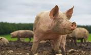 БАБХ въвежда допълнителни мерки срещу чумата по дребните преживни животни