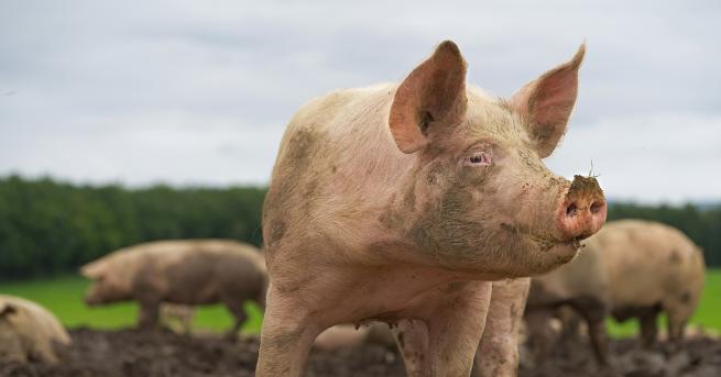 България Нови огнища Отпускат 3 7 млн лева за борба с