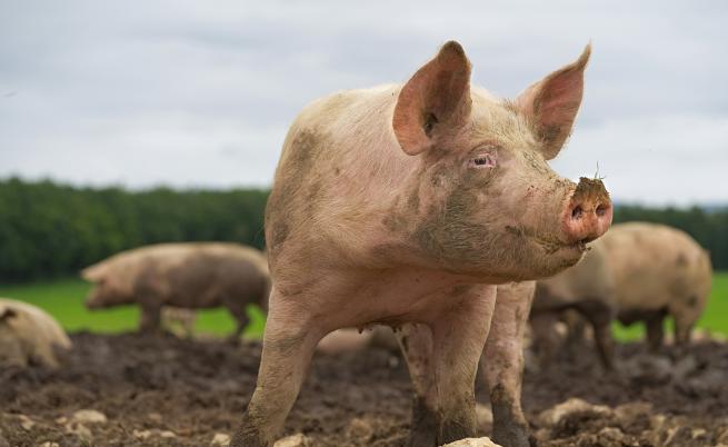  Гърция забрани вноса на свинско месо от България 