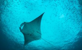  Гигантска манта моли гмуркач да избави живота й 