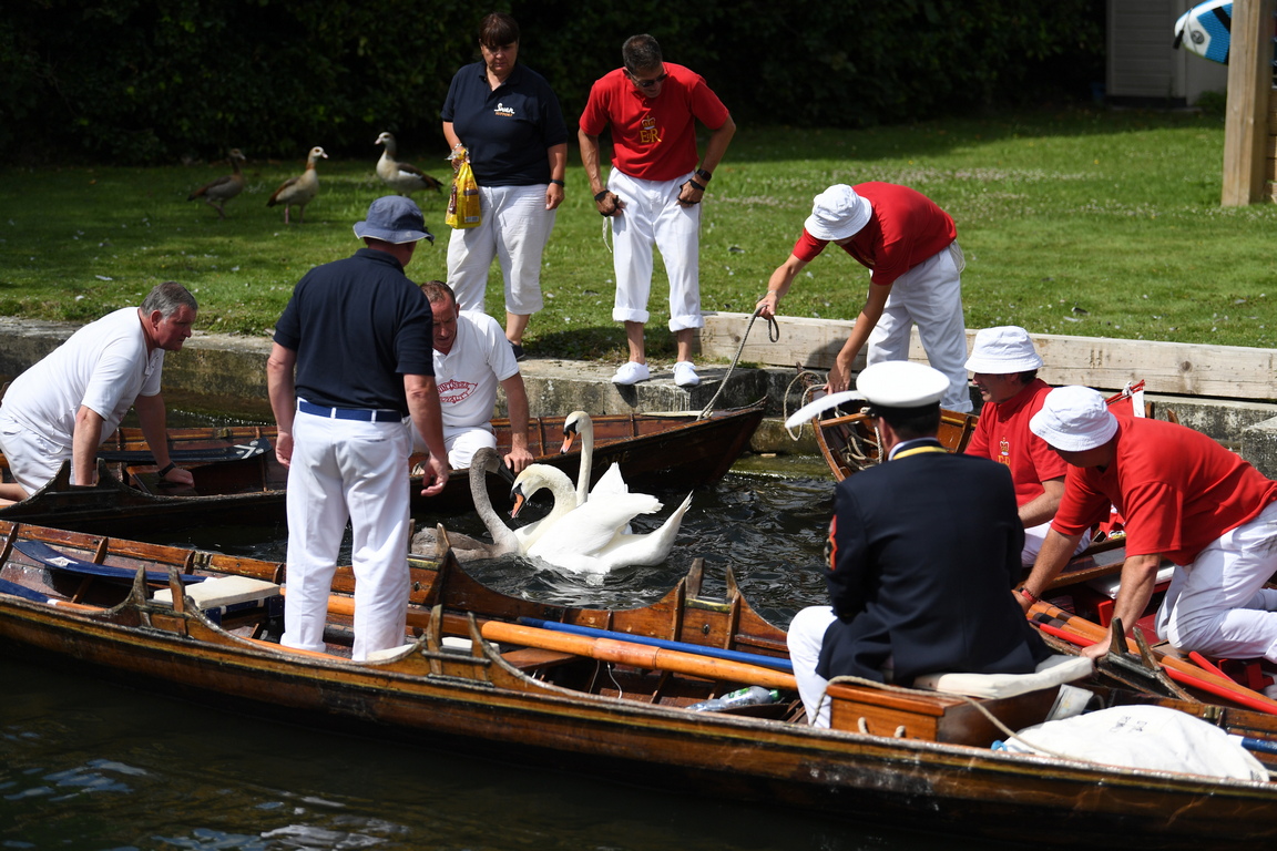 <p>В Лондон се извършва традиционното преброяване на лебедите на кралица Елизабет Втора по р. Темза. Преброяването на благородните птици е една от най-необичайните традиции, установена във Великобритания през XII в.</p>