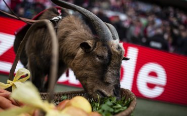 Талисманът на Кьолн козелът Хенес VIII ще прекрати сътрудничеството