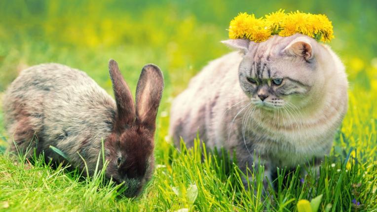 Котки против зайчета: Кой домакински любим е най-подходящ за апартамент? 