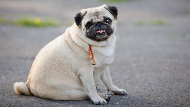  Какво да създадем, в случай че кучето ни наддава килограми 