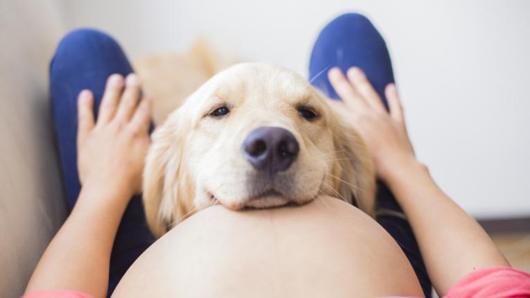  Да, кучетата усещат, че си бременна! 