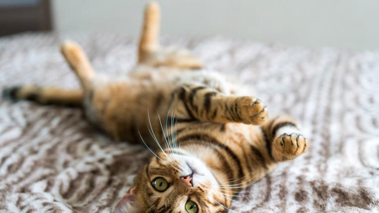  30 нетипични имена, които да избереш за своята котка 