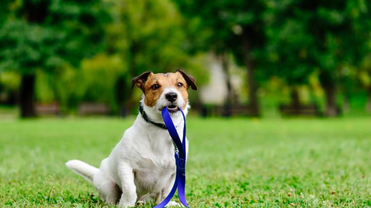  Изгубено куче - какво да вършим? 