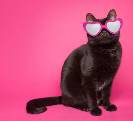 Котките наравно с кучетата са едни от най често срещаните домашни