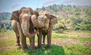  Първи крачки към цялостната възбрана на продажбата на диви слонове 