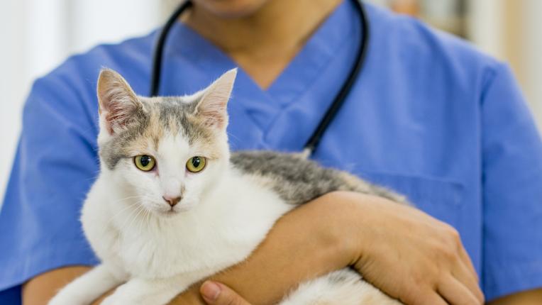  Как лятната разходка до вилата може да бъде рискова за котката ви или в резюме за котешкия СПИН 
