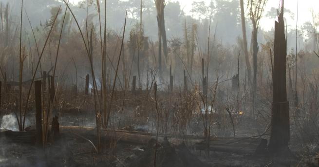 Свят Нови пожари избухнаха в Амазония Страните с развити икономики